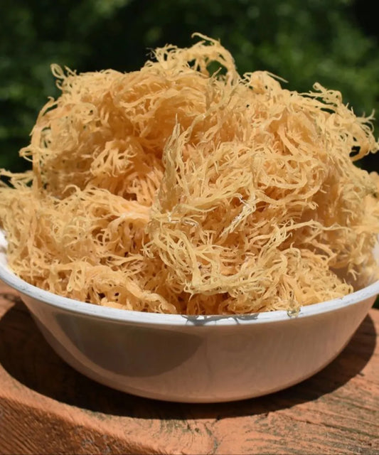 Gold Sea Moss (Wildcrafted) - Musgo Marino 85 gr. - 3.1 oz. - TIKI SOUL